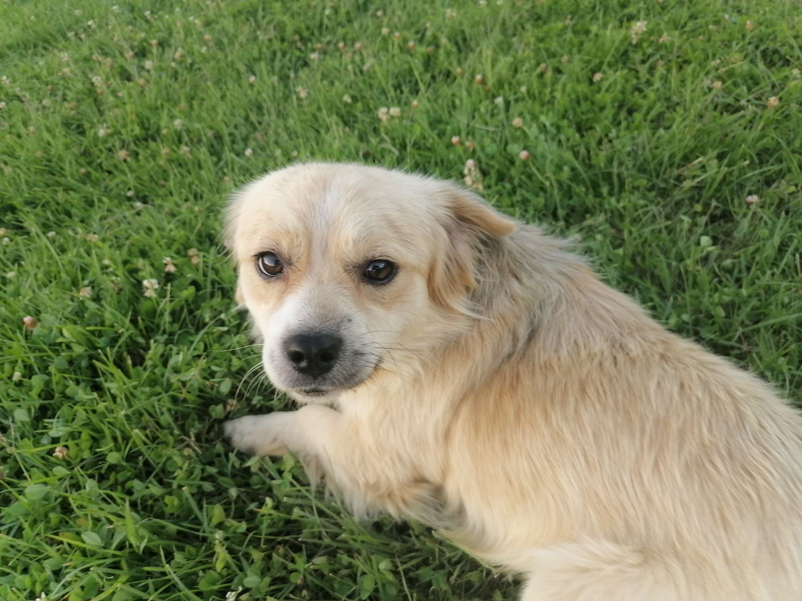 Pansion za pse Dog Holiday 1