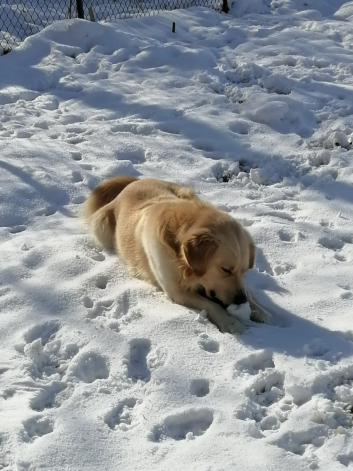 Pansion za pse Dog Holiday 5