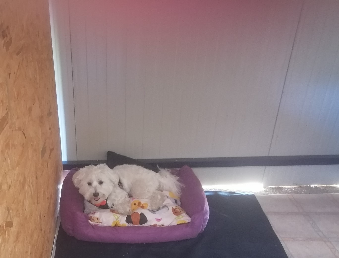 Pansion za pse Dog Holiday 2
